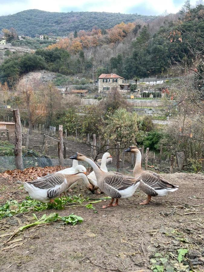 Agricamping Le Terrazze Otel Orco Feglino Dış mekan fotoğraf