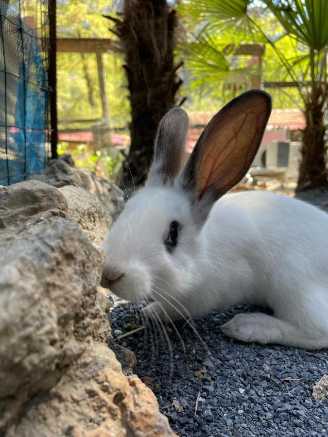 Agricamping Le Terrazze Otel Orco Feglino Dış mekan fotoğraf