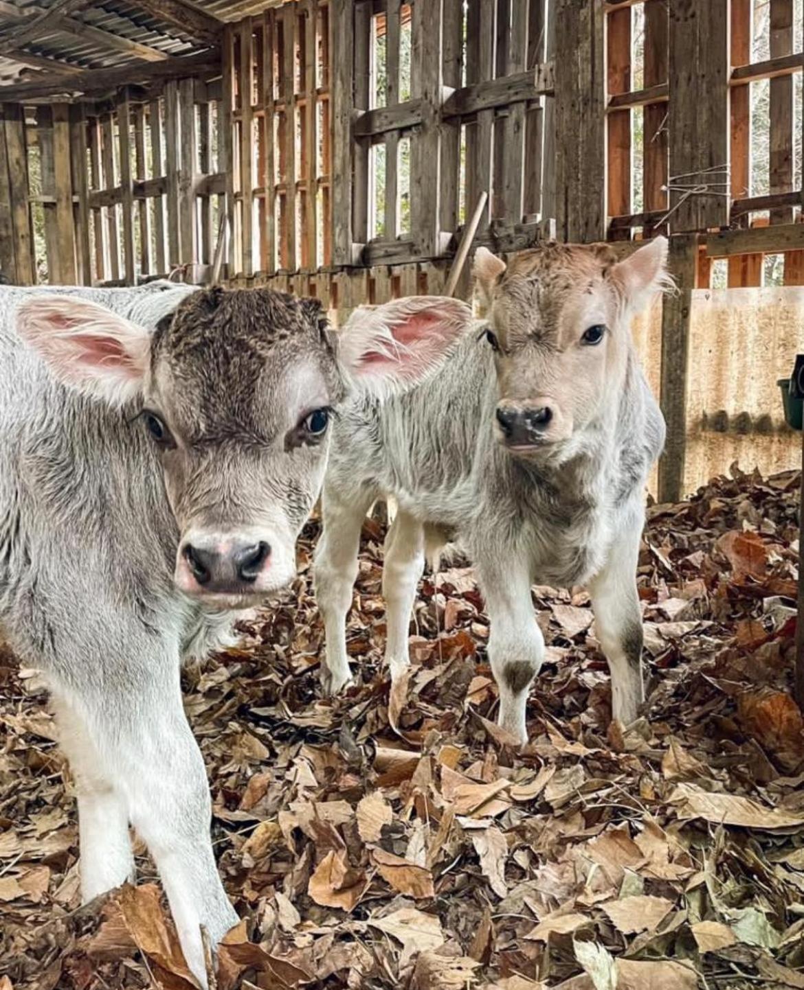 Agricamping Le Terrazze Otel Orco Feglino Dış mekan fotoğraf