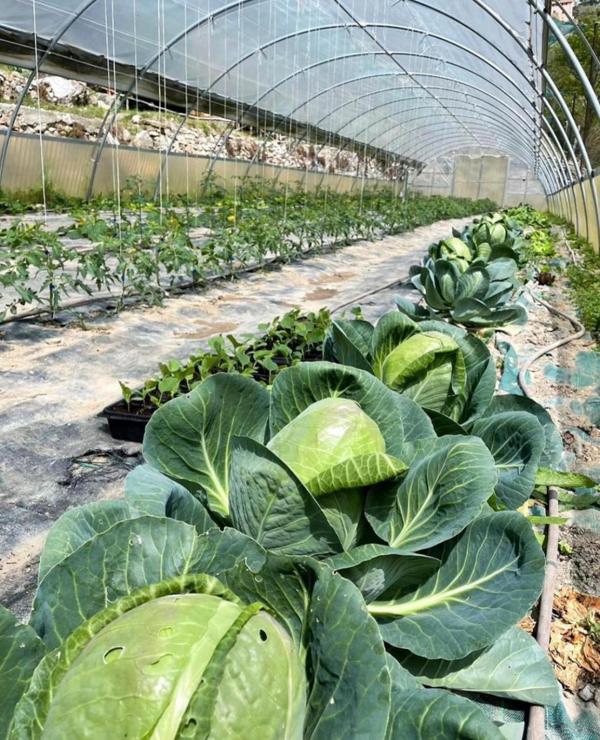 Agricamping Le Terrazze Otel Orco Feglino Dış mekan fotoğraf